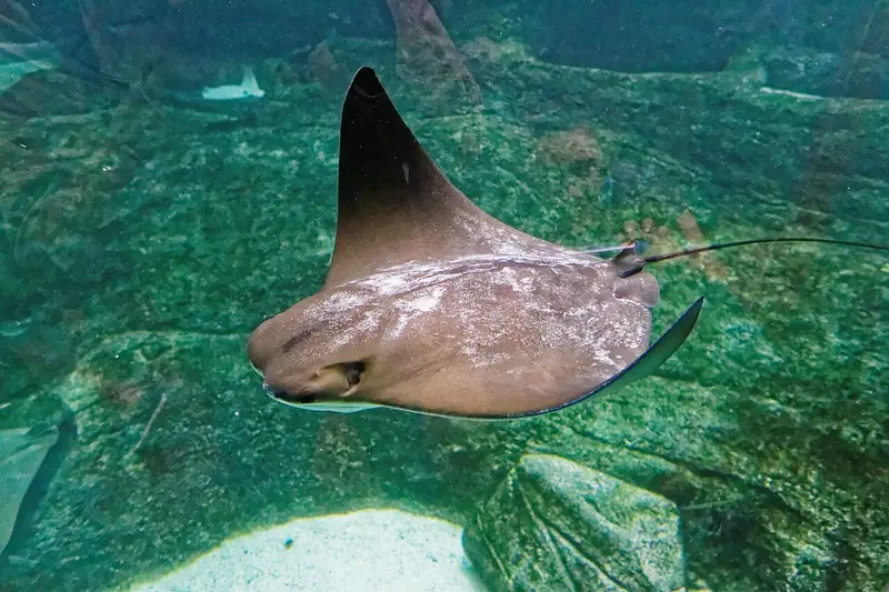 Águila marina (chucho) (Myliobatis aquila)