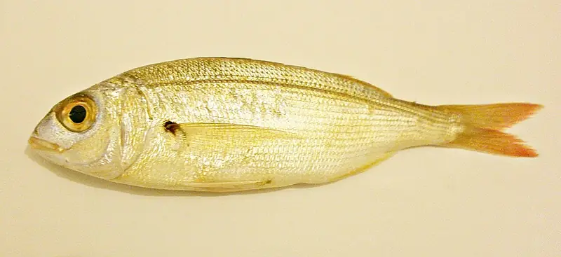 Aligote (Pagellus acarne)