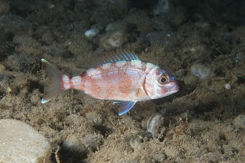 Bocinegro (pargo) (Pagrus pagrus)