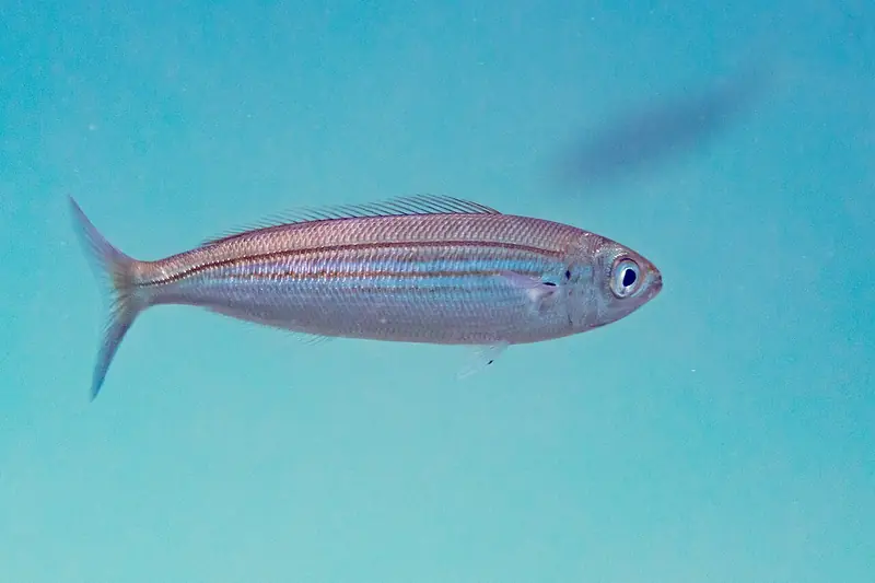 Boga (Boops boops)
