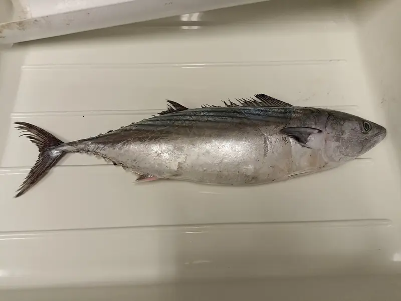 Bonito (Sarda sarda)