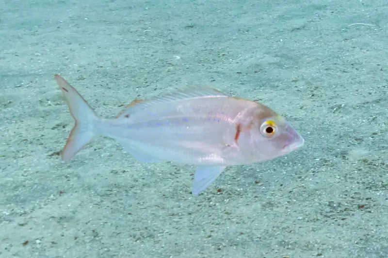 Breca (Pagellus erythrinus)