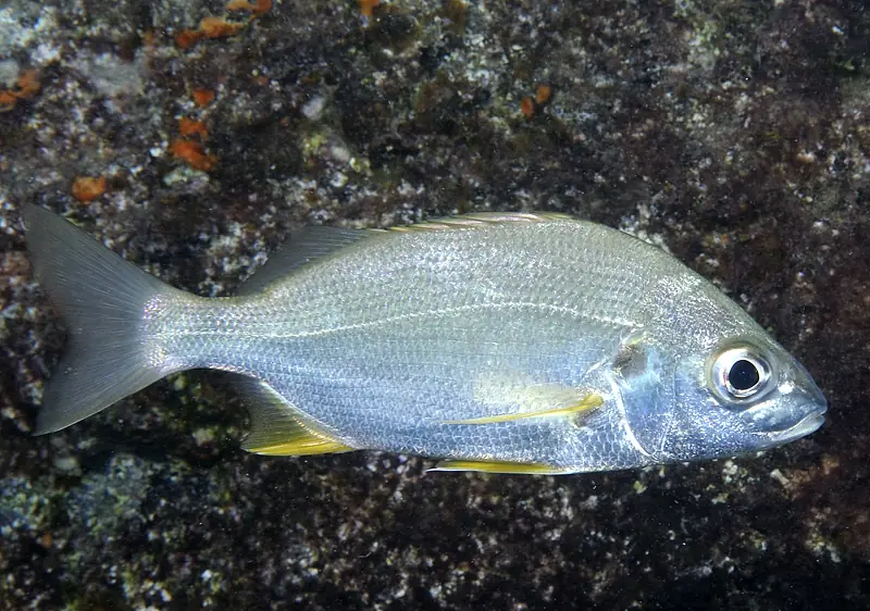 Burro (roncador) (Pomadasys incisus)