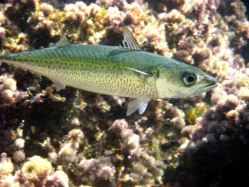 Caballa (Scomber colias / S. scombrus)