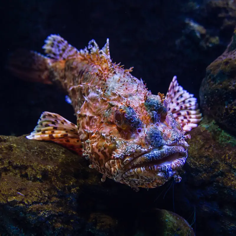 Cabracho (Scorpaena scrofa)