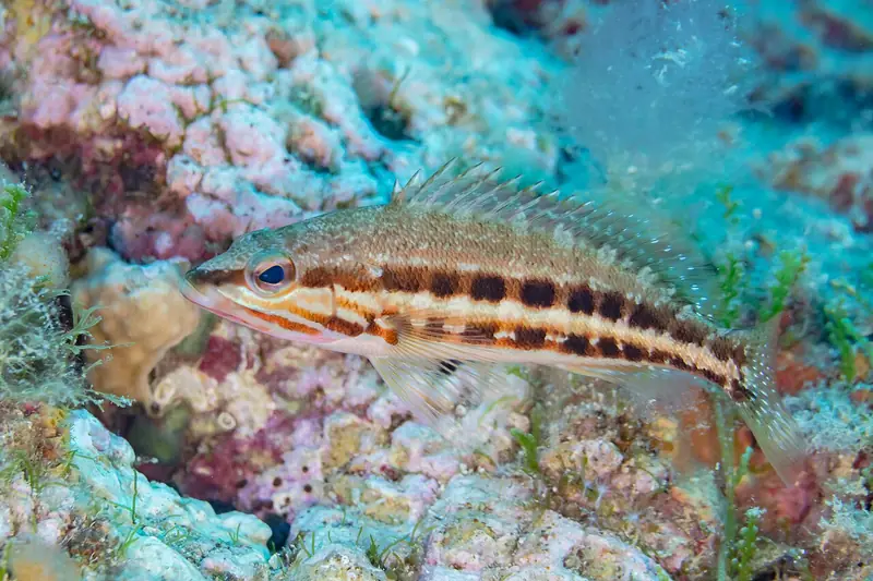 Cabrilla (Serranus cabrilla)
