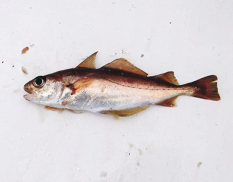 Capellán (mollera) (Trisopterus minutus)