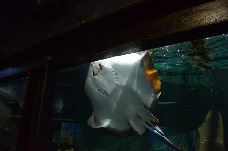 Chucho (pastinaca) (Dasyatis pastinaca)