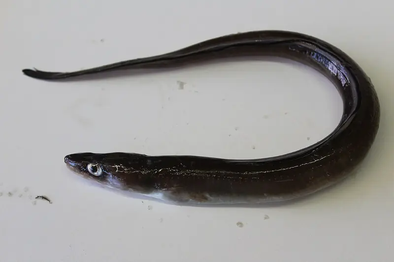 Congrio (Conger conger)