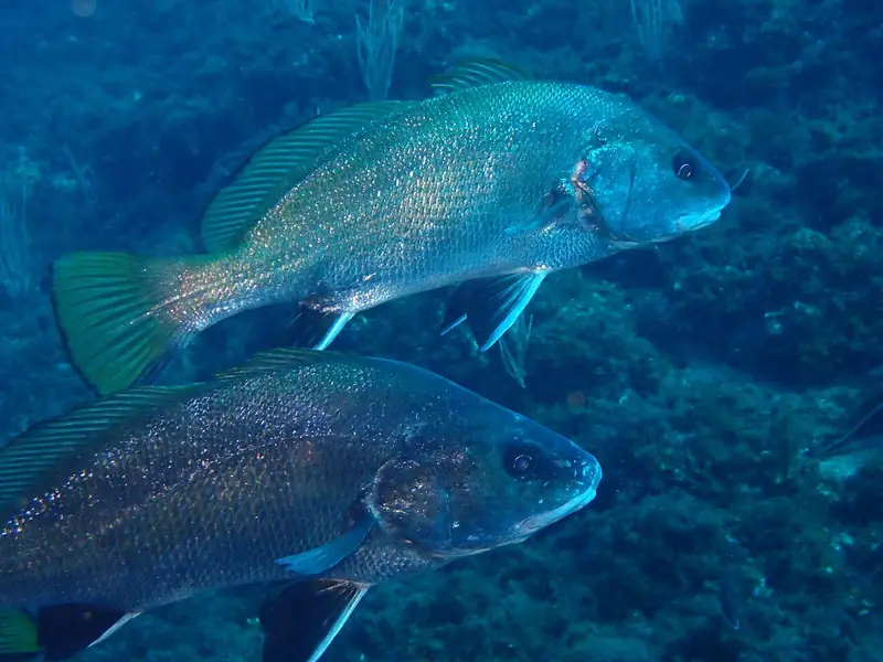 Corvallo (corvina negra) (Sciaena umbra)