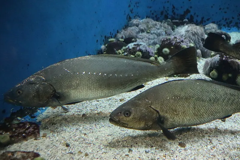 Corvina (Argyrosomus regius)