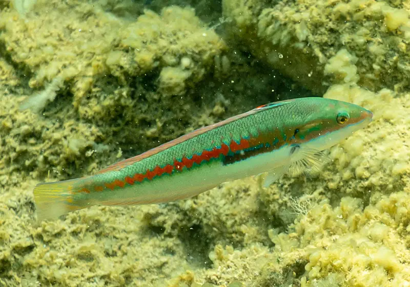 Doncella (Coris julis)