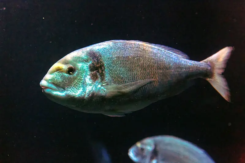 Dorada (Sparus aurata)