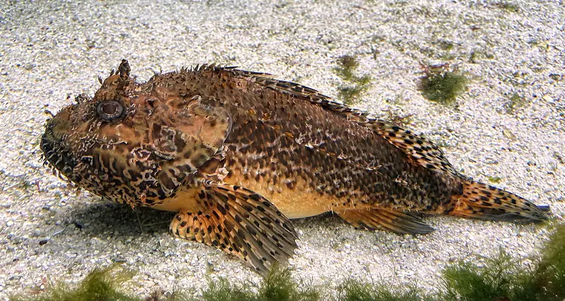 Escórpora (Scorpaena porcus)