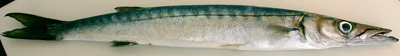 Espetón (Sphyraena sphyraena)