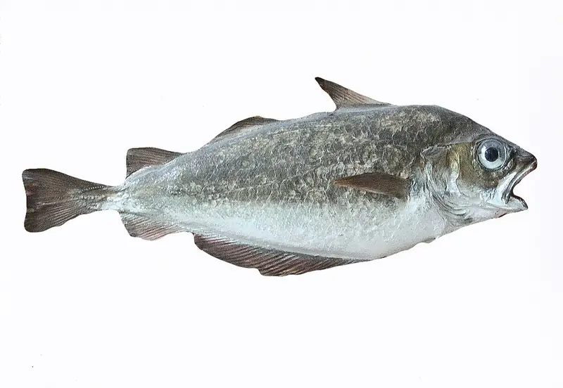 Faneca (Trisopterus luscus)