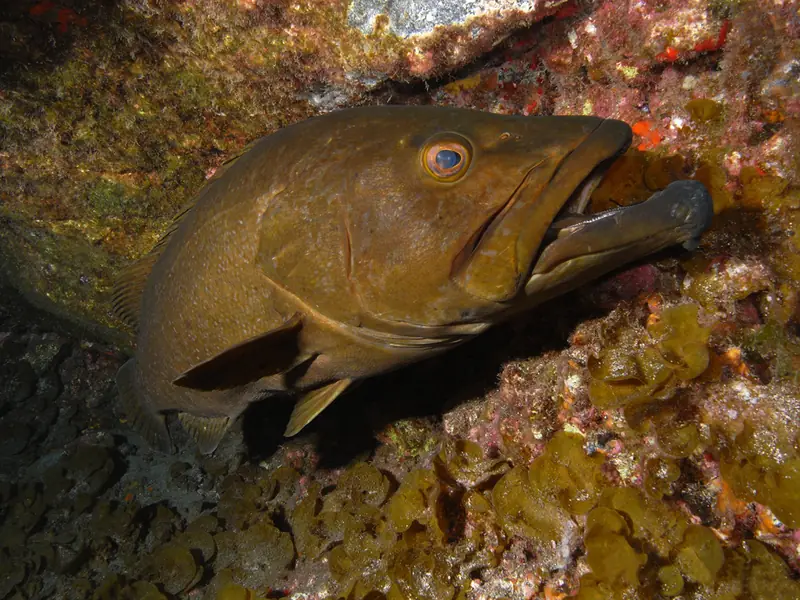 Gitano (abade) (Mycteroperca fusca)