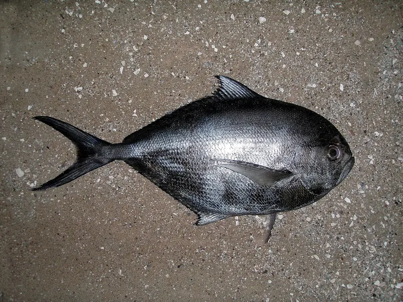 Japuta (palometa negra) (Brama brama)