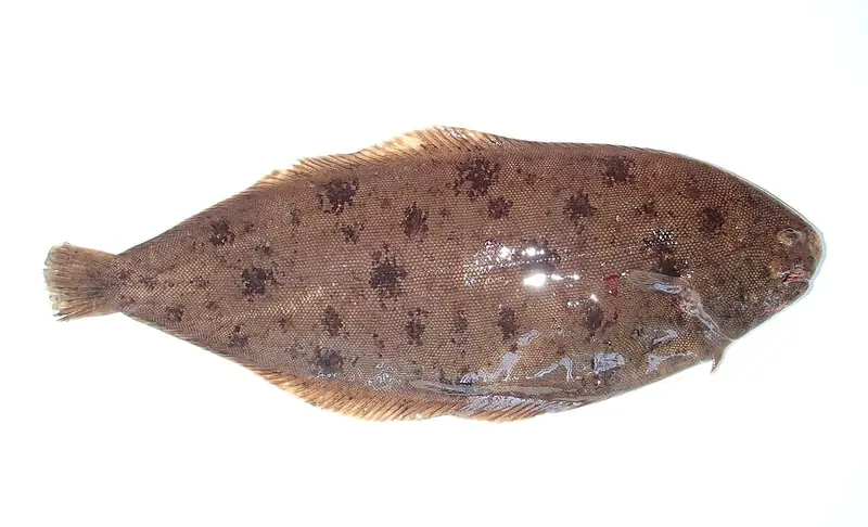 Lenguado (Solea solea)