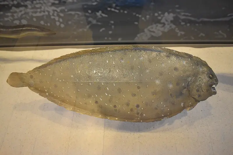 Lenguado senegalés (Solea senegalensis)