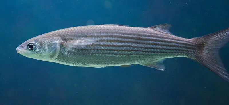 Lisa (mújol) (Mugilidae (Chelon, Mugil))