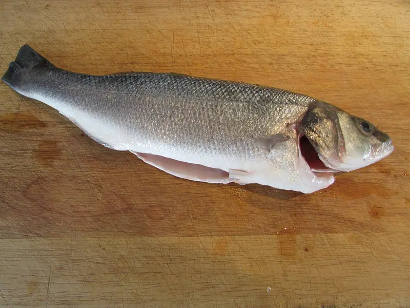 Lubina (Dicentrarchus labrax)