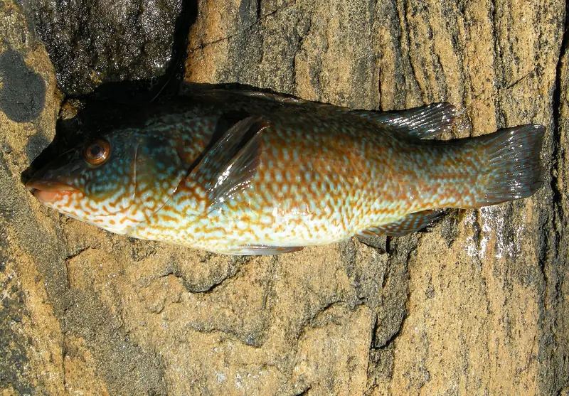 Maragota (Labrus bergylta)