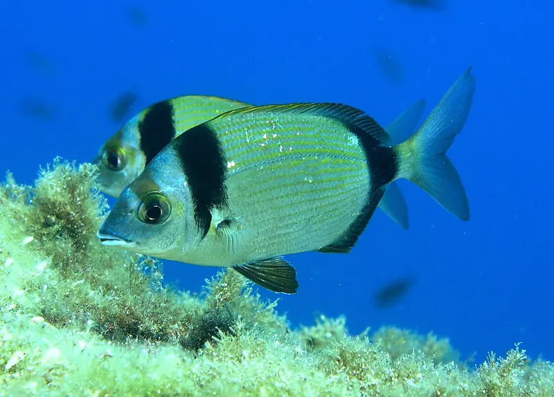 Safia (Diplodus vulgaris)