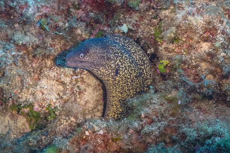 Morena (Muraena helena)
