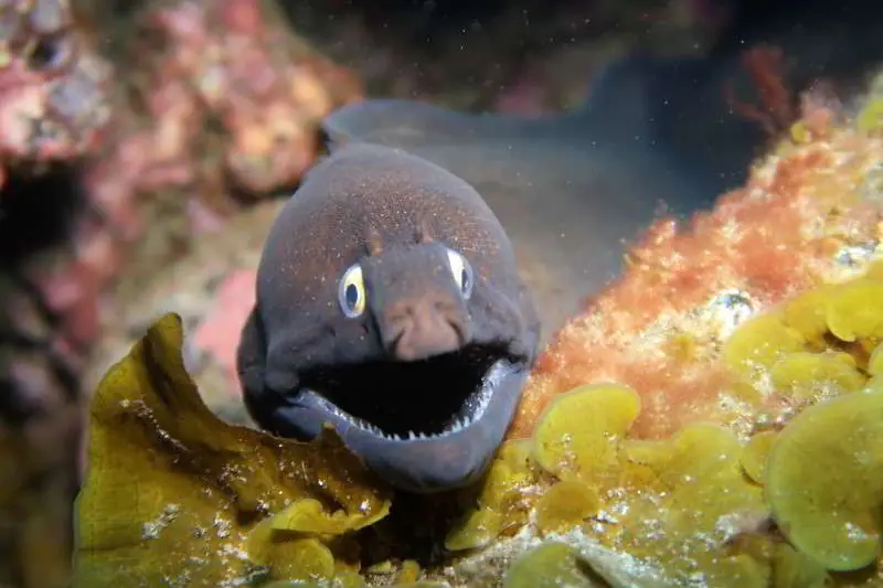 Morena negra (Muraena augusti)