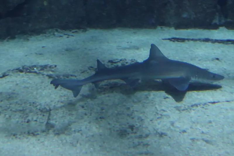 Musola (Mustelus mustelus)