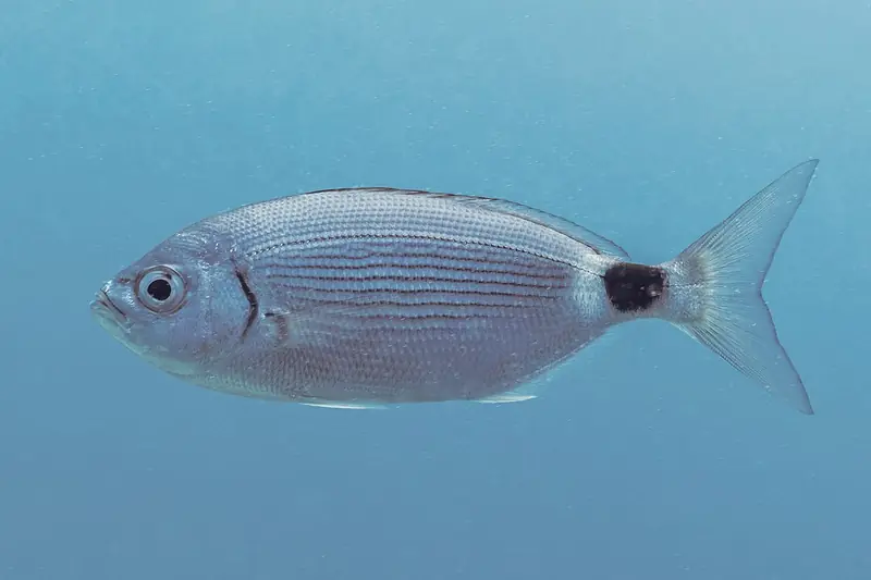 Oblada (Oblada melanura)