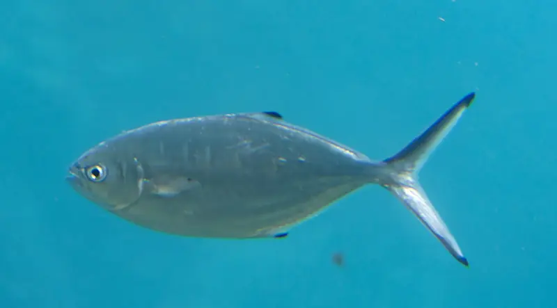 Palometa blanca (Trachinotus ovatus)