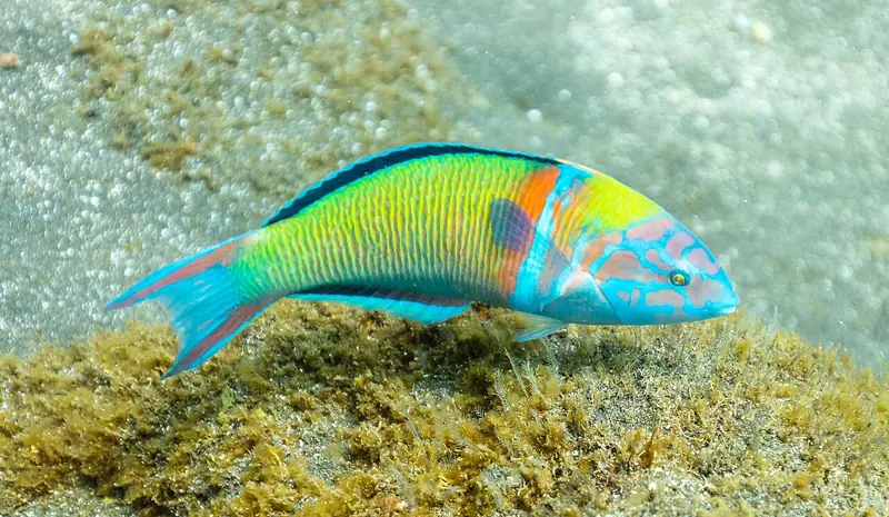 Pez verde (fredi) (Thalassoma pavo)
