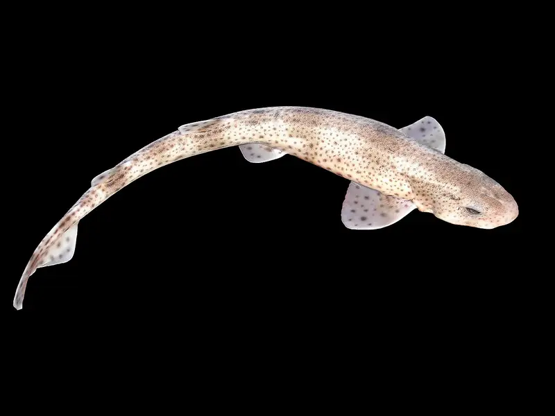 Pintarroja (Scyliorhinus canicula)
