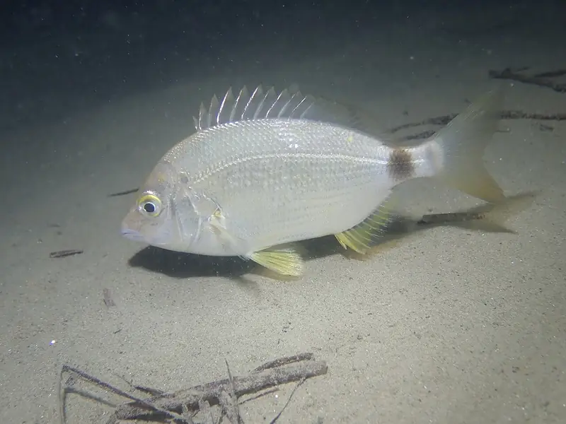 Raspallón (Diplodus annularis)
