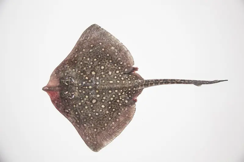 Raya de clavos (Raja clavata)