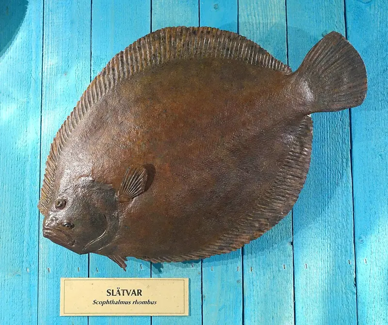 Rémol (Scophthalmus rhombus)