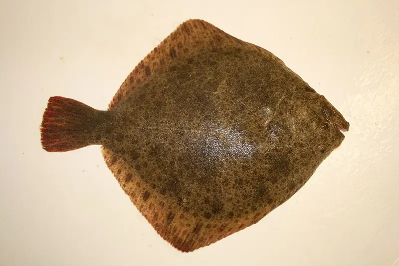 Rodaballo (Scophthalmus maximus)