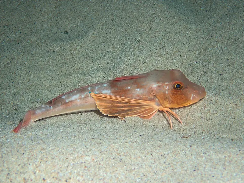 Rubio (bejel) (Chelidonichthys lucerna)