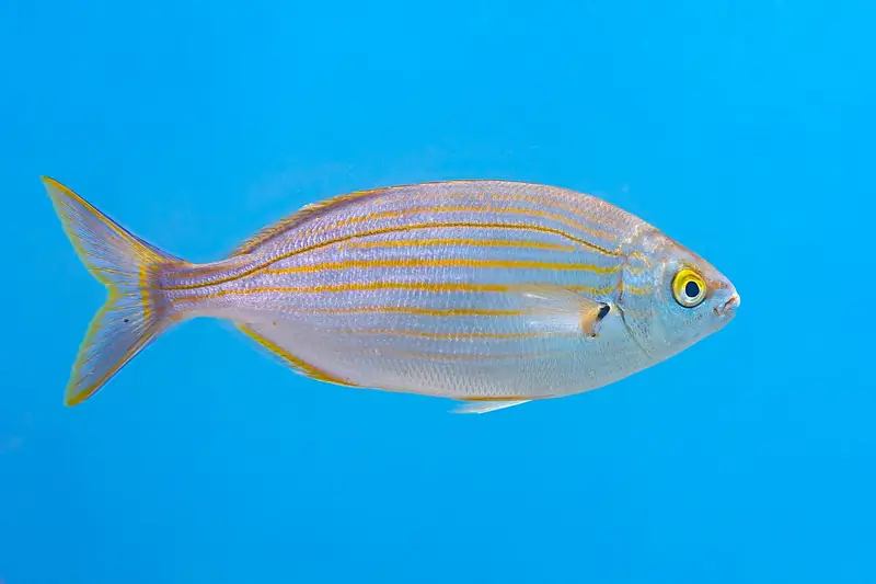 Salema (salpa) (Sarpa salpa)
