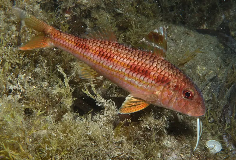 Salmonete de roca (Mullus surmuletus)