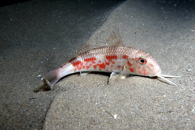 Salmonete de fango (Mullus barbatus)