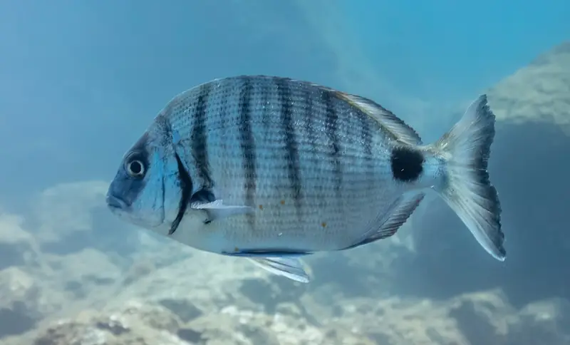 Sargo-legítimo (Diplodus sargus)