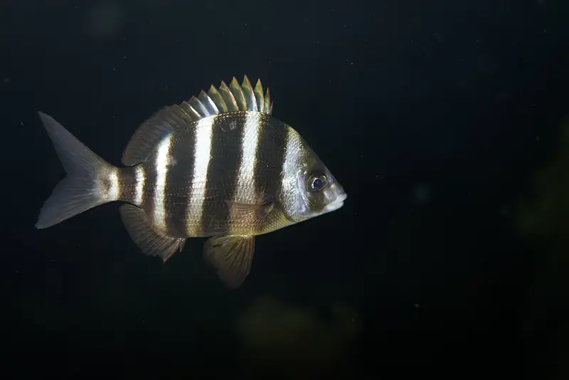 Sargo breado (Diplodus cervinus)