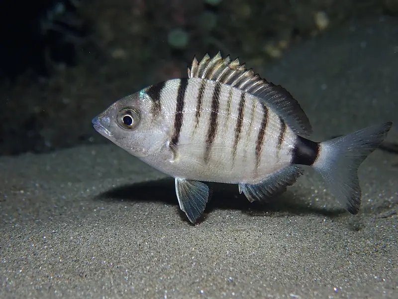 Sargo picudo (Diplodus puntazzo)