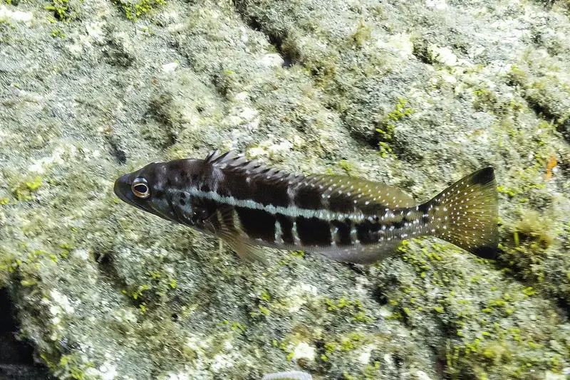 Serrano imperial (cabrilla negra) (Serranus atricauda)