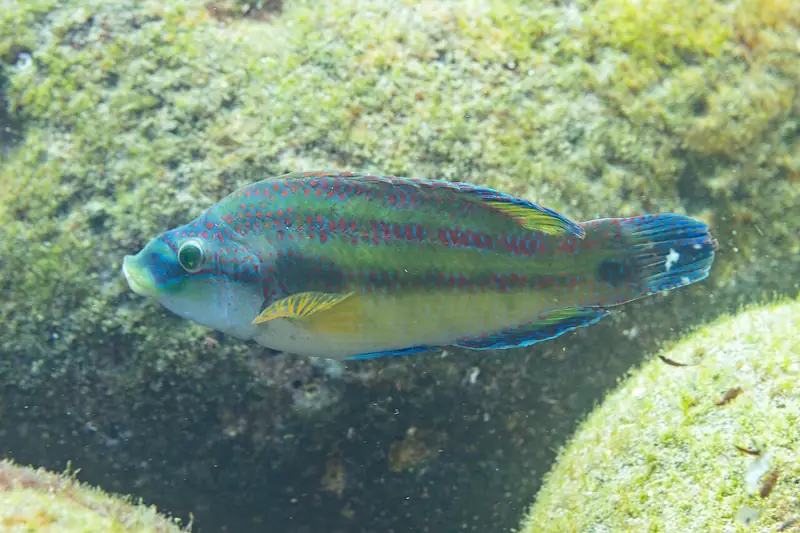 Tordo (Symphodus tinca)