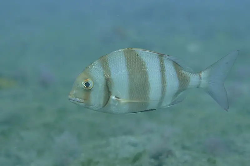 Pargo-legítimo-de-capatão (Pagrus auriga)