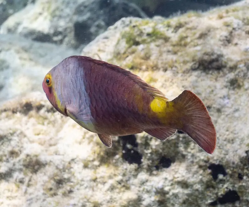 Vieja (Sparisoma cretense)